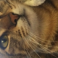 Tekir Kedi, Kedi  Çatı fotoğrafı