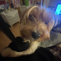 ilaydannnur kullanıcısının #250037 peti