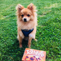 Pomeranyalı, Köpek  Toffie  fotoğrafı