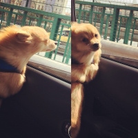 Pomeranyalı, Köpek  Toffie  fotoğrafı