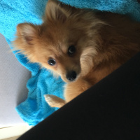 Pomeranyalı, Köpek  Toffie  fotoğrafı