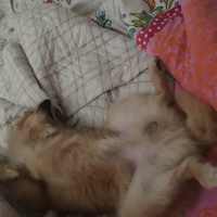 Pomeranyalı, Köpek  Toffie  fotoğrafı