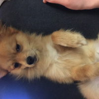 Pomeranyalı, Köpek  Toffie  fotoğrafı