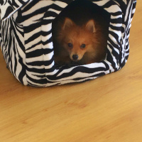 Pomeranyalı, Köpek  Toffie  fotoğrafı