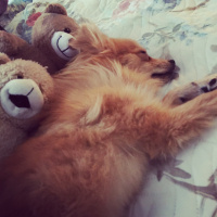 Pomeranyalı, Köpek  Toffie  fotoğrafı