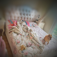 Pomeranyalı, Köpek  Toffie  fotoğrafı