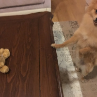 Pomeranyalı, Köpek  Toffie  fotoğrafı