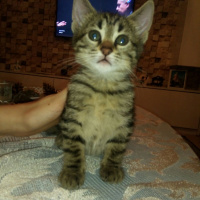 Tekir Kedi, Kedi  Peri fotoğrafı