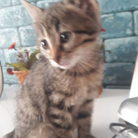 Tekir Kedi, Kedi  Peri fotoğrafı