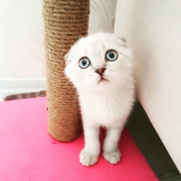 Scottish Fold, Kedi  Luna fotoğrafı
