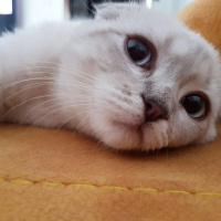 Scottish Fold, Kedi  Luna fotoğrafı