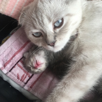 Scottish Fold, Kedi  Luna fotoğrafı