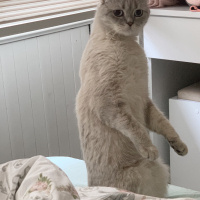 Scottish Fold, Kedi  Luna fotoğrafı