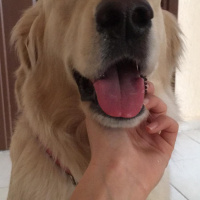 Golden Retriever, Köpek  shila fotoğrafı