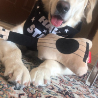 Golden Retriever, Köpek  shila fotoğrafı