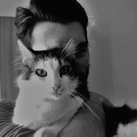 Tekir Kedi, Kedi  Hilmi fotoğrafı