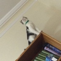 Tekir Kedi, Kedi  Hilmi fotoğrafı