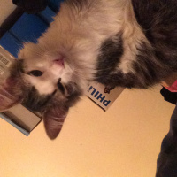 Tekir Kedi, Kedi  Hilmi fotoğrafı