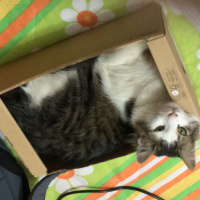 Tekir Kedi, Kedi  Hilmi fotoğrafı
