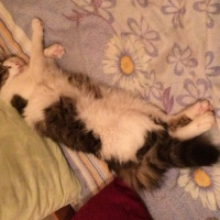 Tekir Kedi, Kedi  Hilmi fotoğrafı