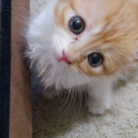 Tekir Kedi, Kedi  Şhila fotoğrafı