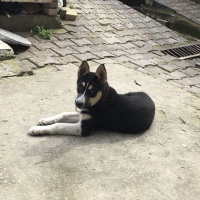 Sibirya Kurdu (Husky), Köpek  Max fotoğrafı