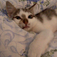 Tekir Kedi, Kedi  Şirin fotoğrafı
