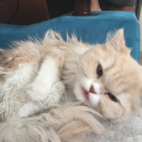 İran Kedisi (Persian), Kedi  Duman fotoğrafı