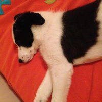 Border Collie, Köpek  Rubby fotoğrafı