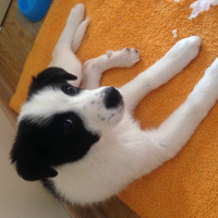 Border Collie, Köpek  Rubby fotoğrafı