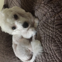 Maltese, Köpek  Viski fotoğrafı