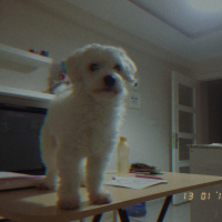 Maltese, Köpek  Viski fotoğrafı