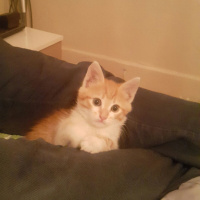 Soke, Kedi  Minik fotoğrafı