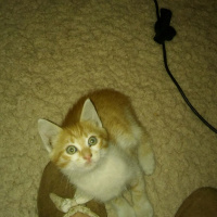 Soke, Kedi  Minik fotoğrafı