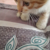 Soke, Kedi  Minik fotoğrafı