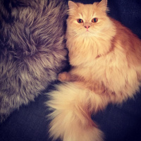 Chinchilla, Kedi  Mia fotoğrafı