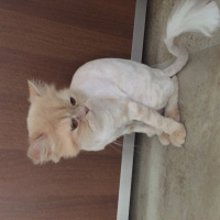 Chinchilla, Kedi  Mia fotoğrafı
