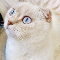 Scottish Fold, Kedi  Moi fotoğrafı