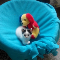 Tekir Kedi, Kedi  Pamuk  fotoğrafı
