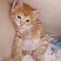 Soke, Kedi  Şanslı fotoğrafı