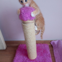 Soke, Kedi  Şanslı fotoğrafı
