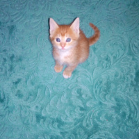 Soke, Kedi  Şanslı fotoğrafı