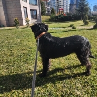 k1517338 kullanıcısının #250633 peti