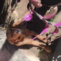 ArdaNeroMia kullanıcısının #250720 peti