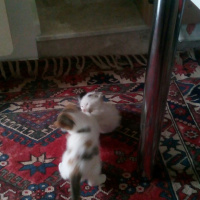 Japon Bobtail, Kedi  Mırnav ile Boncuk fotoğrafı