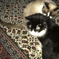 Siyam Kedisi, Kedi  Siyo fotoğrafı