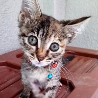 Tekir Kedi, Kedi  Kiara fotoğrafı