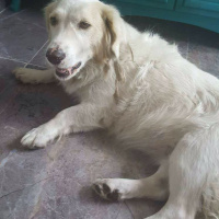 Golden Retriever, Köpek  RASTA fotoğrafı