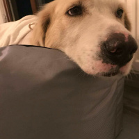 Golden Retriever, Köpek  RASTA fotoğrafı