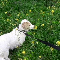 Golden Retriever, Köpek  RASTA fotoğrafı